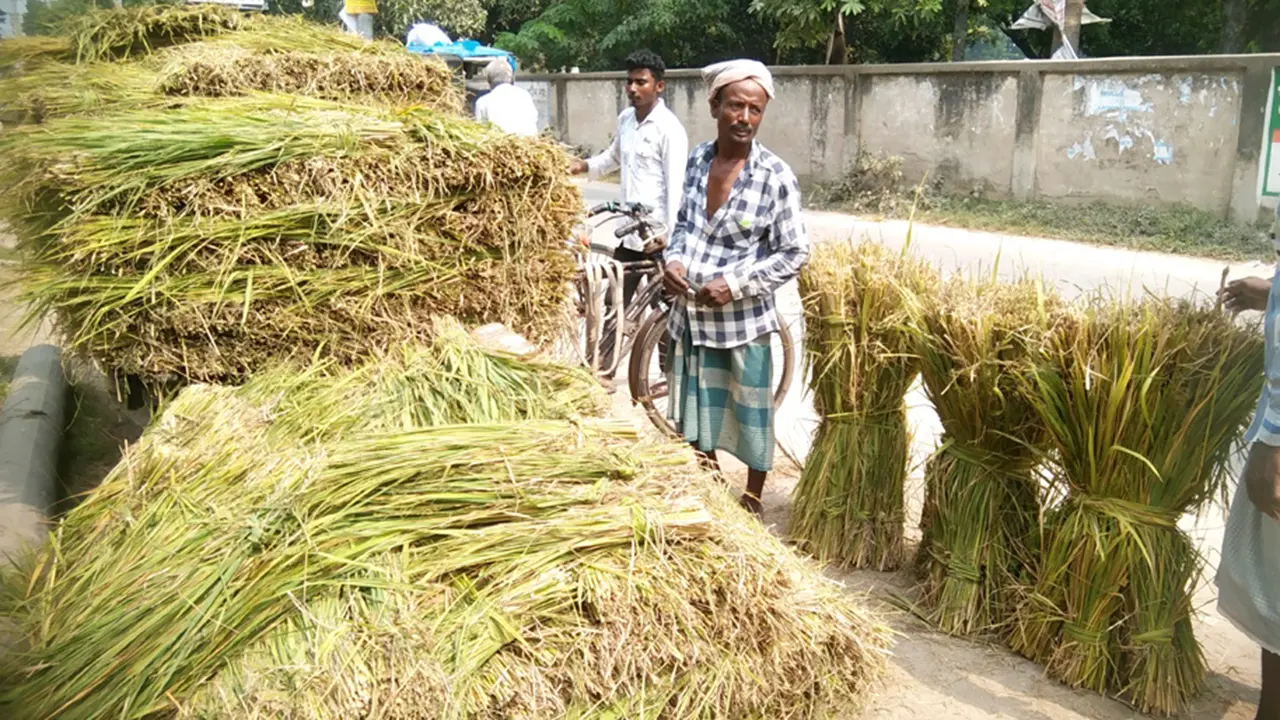 স্বল্প দামে গো খাদ্যের চাহিদা মেটাচ্ছে কাঁচা খড়