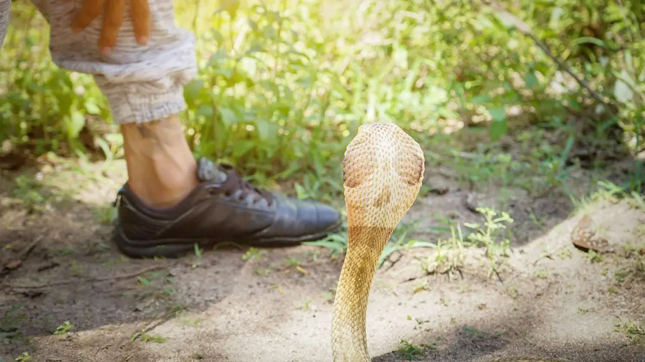 দিনাজপুরে সাপের ছোবলে সাপুড়ের মৃত্যু