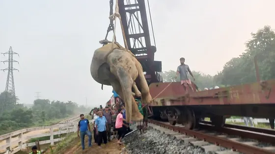 ট্রেনের ধাক্কায় আহত হাতির অবস্থা সংকটাপন্ন