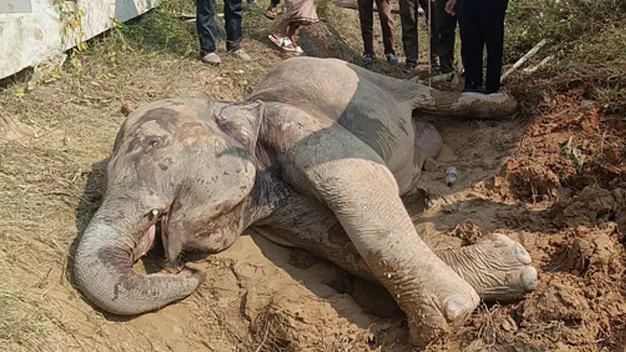 ট্রেনের ধাক্কায় আহত হাতিটি জীবন মৃত্যুর সন্ধিক্ষণে