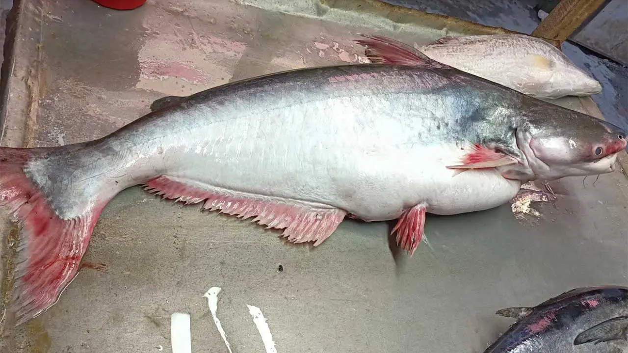 সাগরে ধরা পড়ল সাড়ে ১৪ কেজির পাঙাশ, বিক্রি হলো ১৬ হাজারে