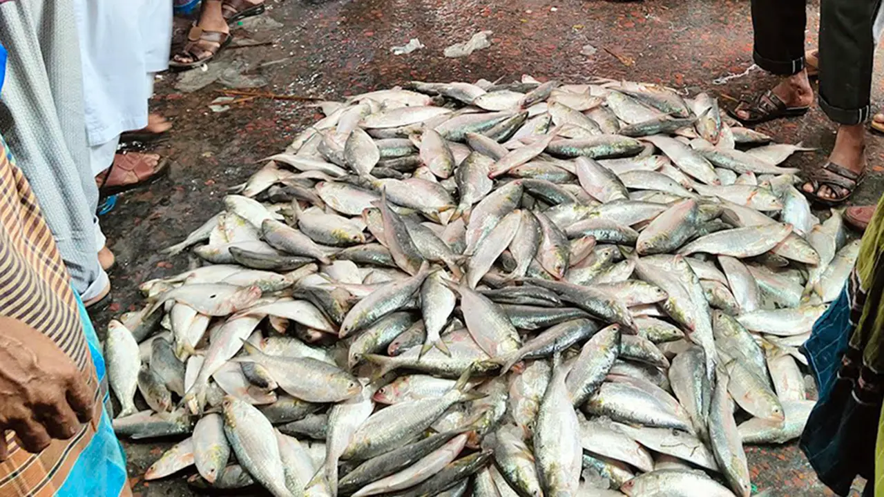 জাটকায় সয়লাব বরিশালের বাজার, আগামী মৌসুমে ইলিশ সংকটের শঙ্কা