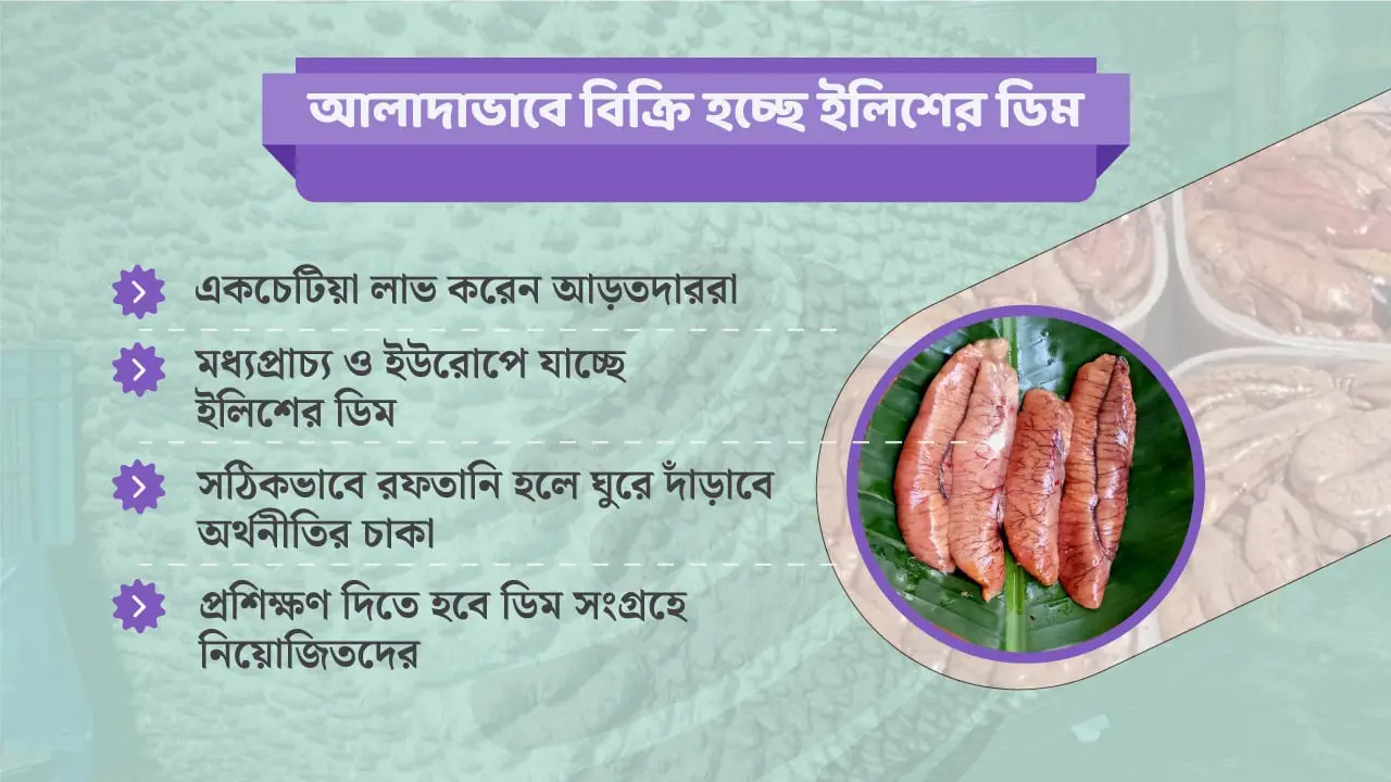 ইলিশের ডিমে অর্থনীতির অপার সম্ভাবনা