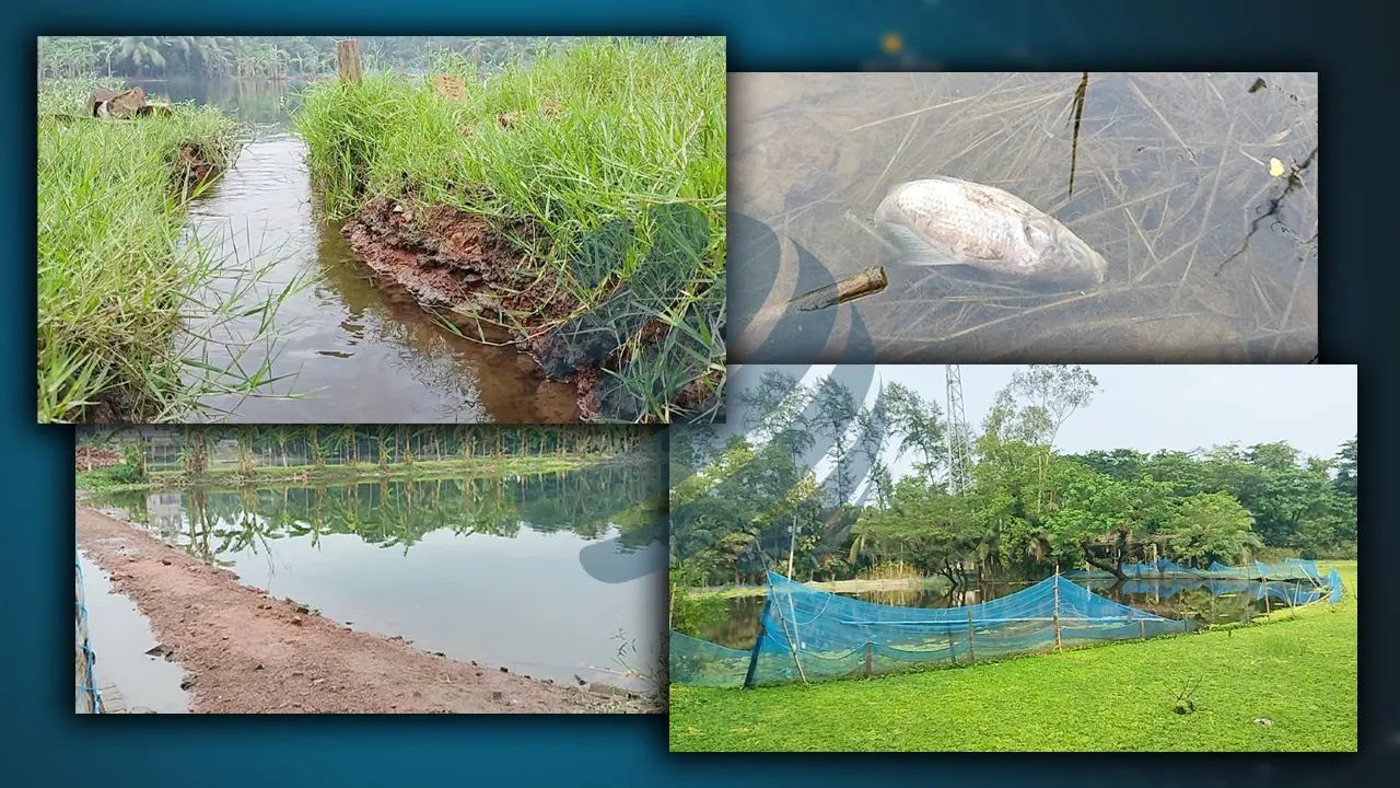 বন্যায় ভেসে গেছে ২৪০ কোটি টাকার মাছ, দিশাহারা মাছচাষিরা