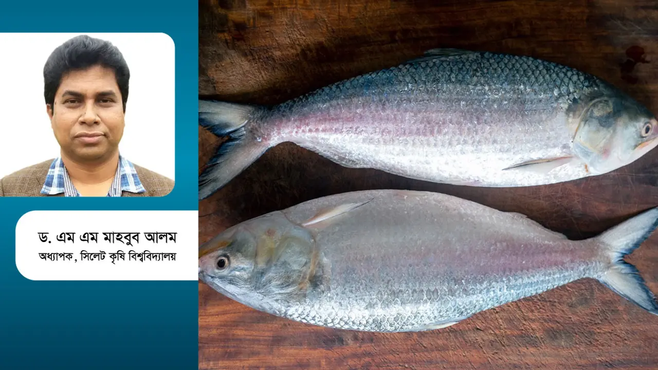 ইলিশ কেন সবার এত পছন্দের?