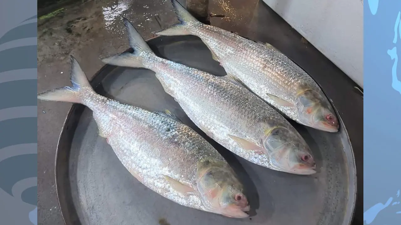 দৌলতদিয়ায় ৩ ইলিশ বিক্রি হলো ২৬ হাজার টাকায়