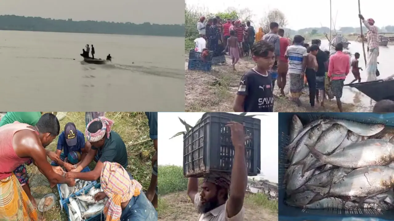রাজবাড়ীতে ইলিশ শিকার চলছেই, নদীর তীরেসহ মিলছে হোম ডেলিভারি