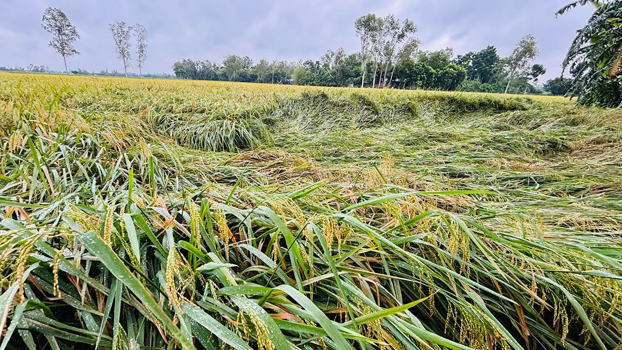 ঘূর্ণিঝড় ‘দানা’র প্রভাবে নুয়ে পড়েছে পাকা ধান, দুশ্চিন্তায় কৃষকরা