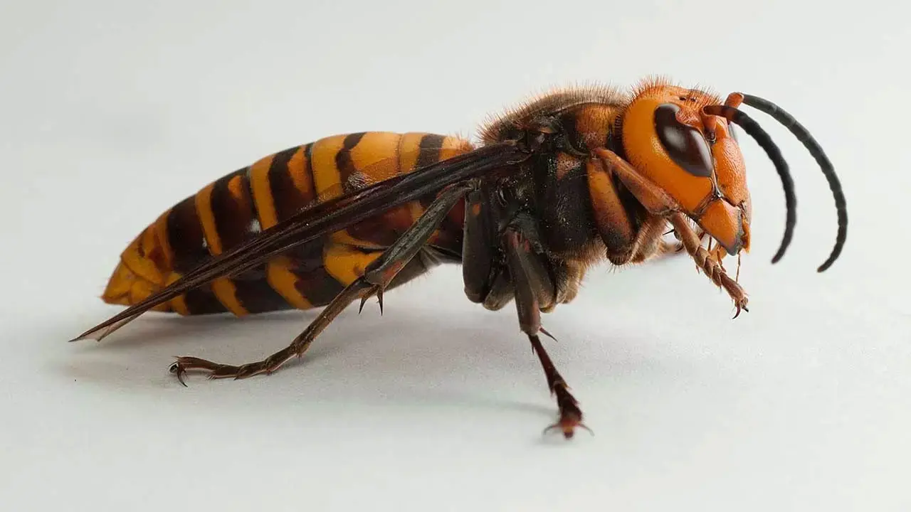 ভিমরুলে কামড়ালে করণীয়