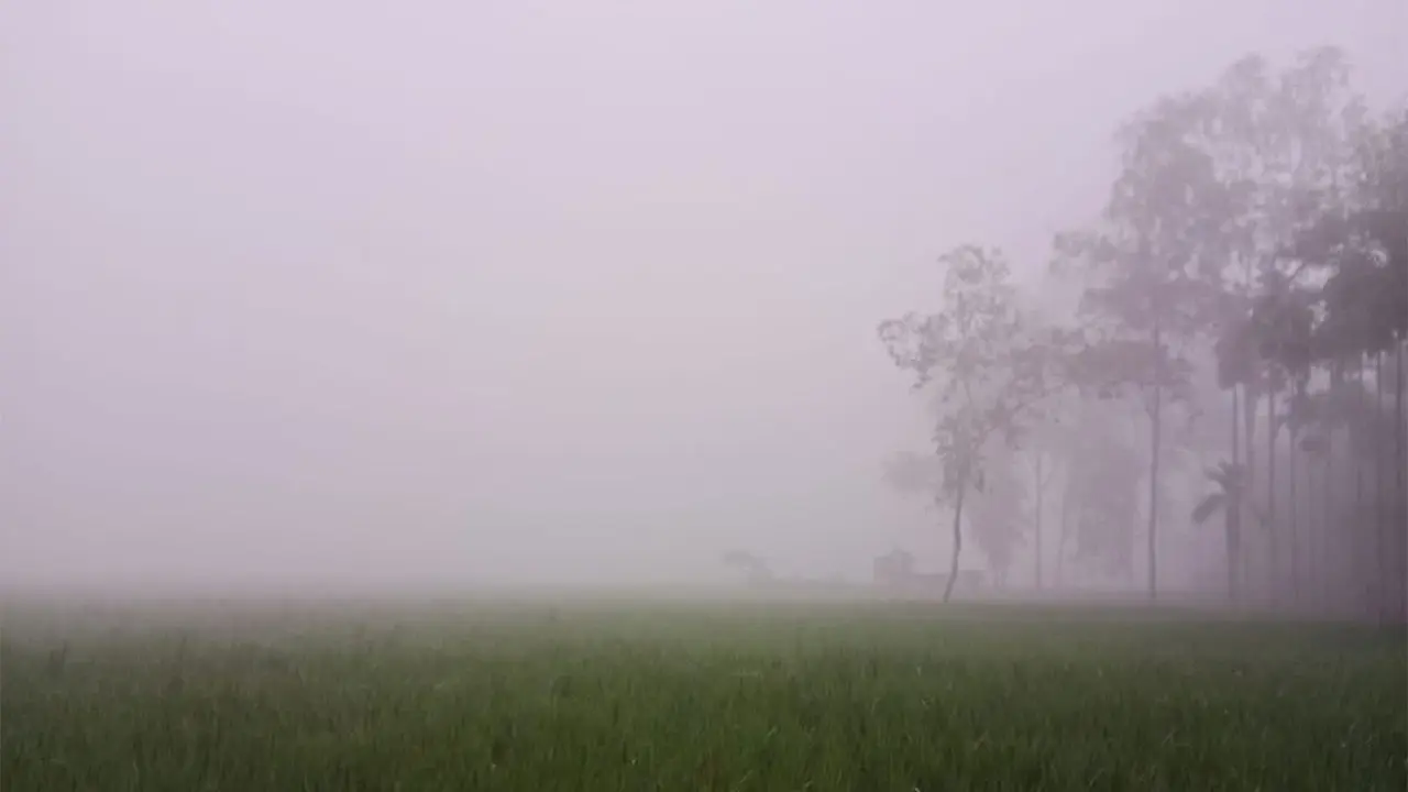 কুয়াশার চাদরে শীতের হাতছানি