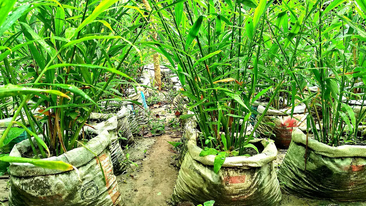 বস্তায় আদা চাষ করে কৃষকের বাজিমাত, বাড়ছে জনপ্রিয়তা