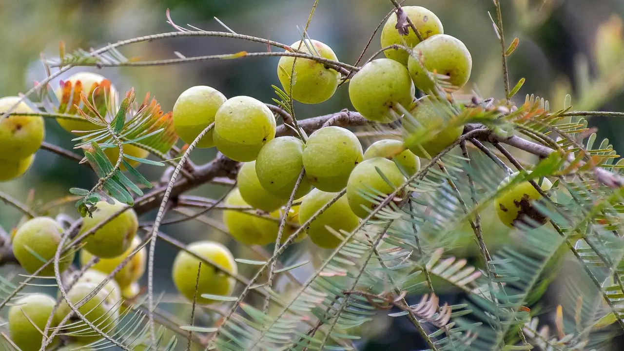 পিরিয়ডের সময় আমলকি খেলে কী হয়?