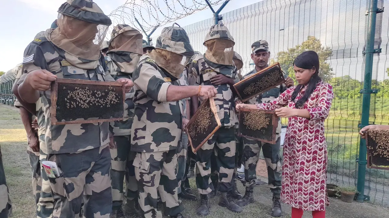 বাংলাদেশি অনুপ্রবেশ ঠেকাতে সীমান্তে মৌমাছি ‘মোতায়েন’ ভারতের
