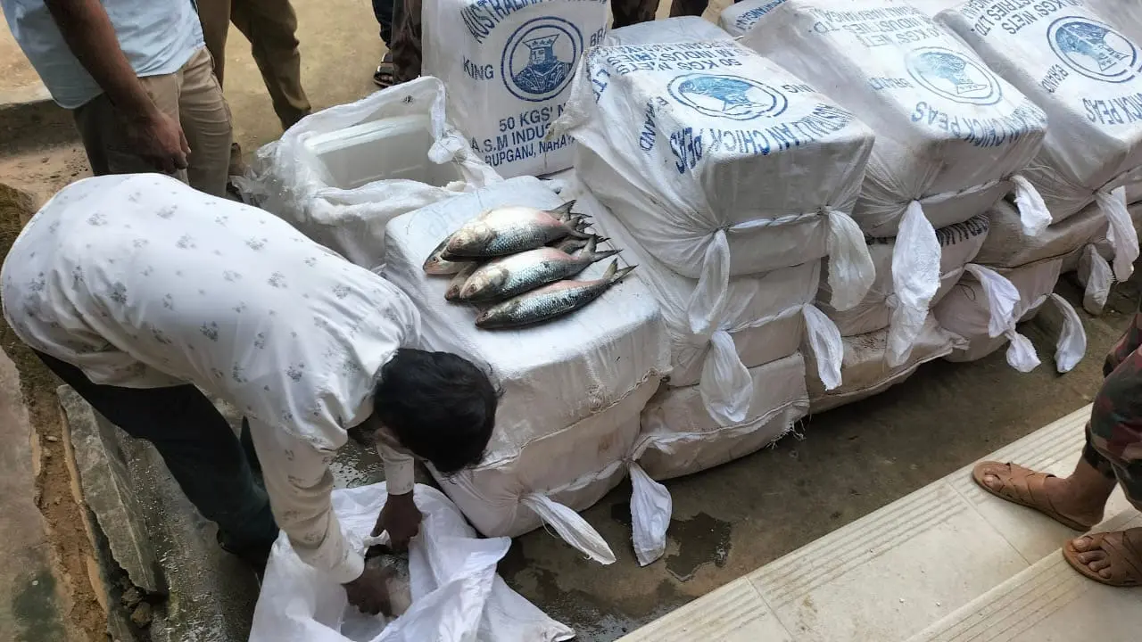 ভারতে পাচারের সময় কুমিল্লায় ৬২০ কেজি ইলিশ জব্দ