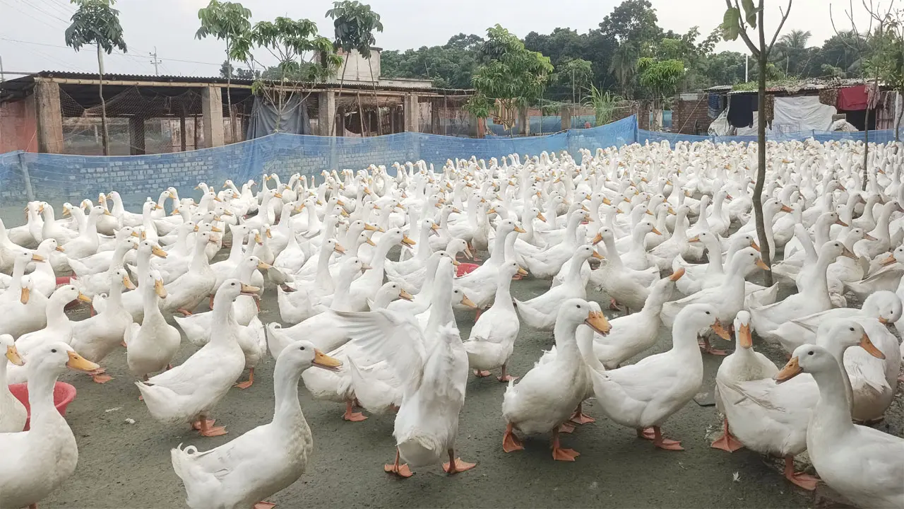 হাঁস পালনে সফল ইসলাম আলী