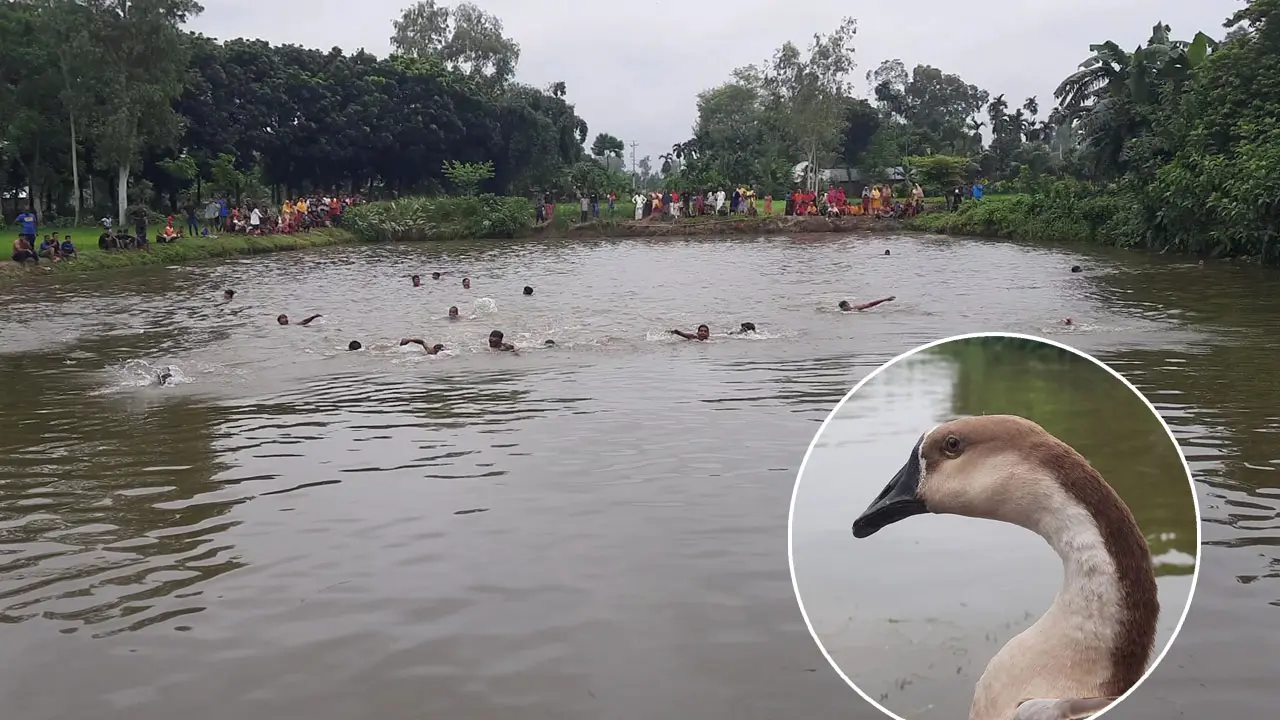 একটি হাঁস ধরতে ২০ যুবকের লড়াই