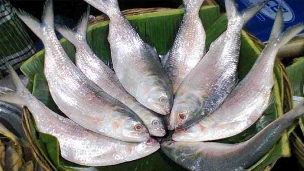 ইলিশের দাম ৭০০ টাকা কেজি নির্ধারণ করতে লিগ্যাল নোটিশ