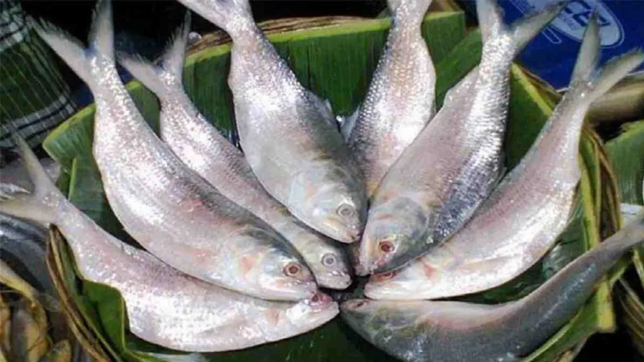 ইলিশের দাম ৭০০ টাকা কেজি নির্ধারণ করতে লিগ্যাল নোটিশ