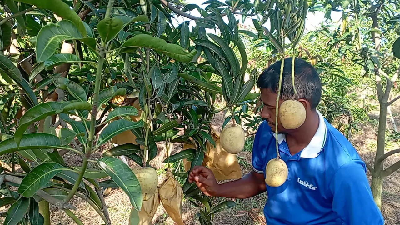 মৌসুমের শেষেও রফিকুলের বাগানে থোকায় থোকায় ঝুলছে মায়াভোগ আম