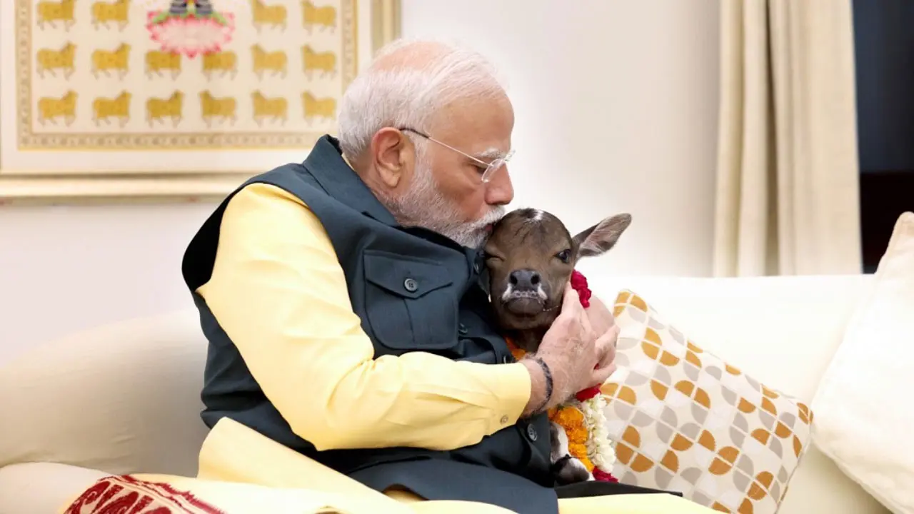 বাড়ির ভেতরে বাছুরের সঙ্গে খেলাধুলায় মেতেছেন মোদি (ভিডিও)