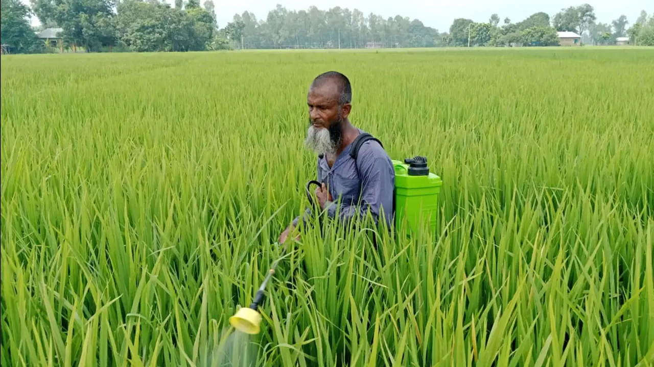 আমনে পোকার আক্রমণ, কীটনাশকেও কাজ হচ্ছে না