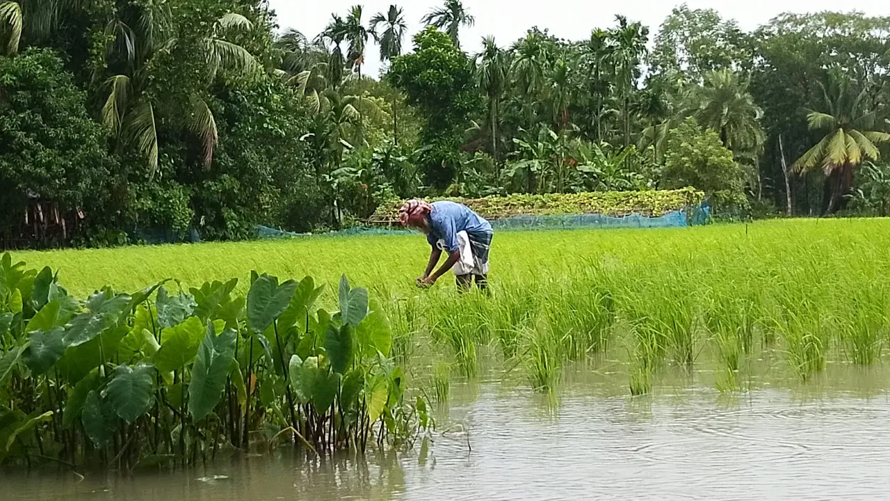 পিরোজপুরে ২৪ ঘণ্টায় ৯৬ মিলিমিটার বৃষ্টিপাত, তলিয়ে গেছে নিম্নাঞ্চল