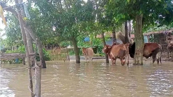 রাজশাহীতে ডুবে গেছে ফসল, গবাদি পশু নিয়ে বিপাকে চরবাসী