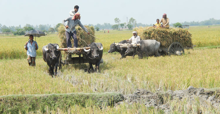 dhakapost