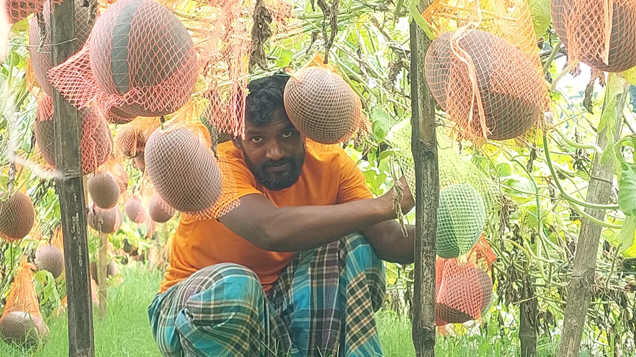 মালচিং পদ্ধতিতে নতুন জাতের তরমুজের চাষ, লাভের আশায় কৃষক