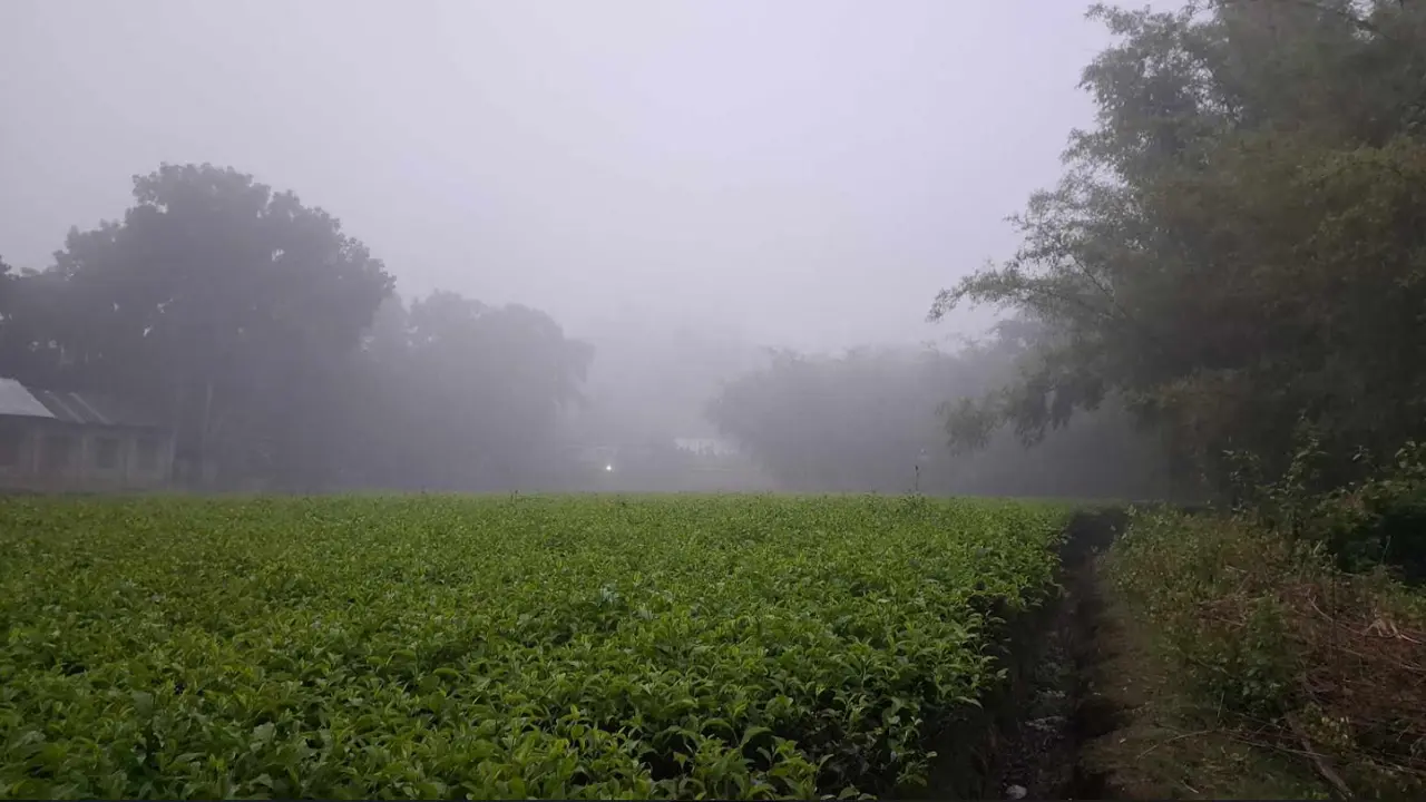 ভাদ্রের মাঝামাঝিতেই পঞ্চগড়ে ঘন কুয়াশা