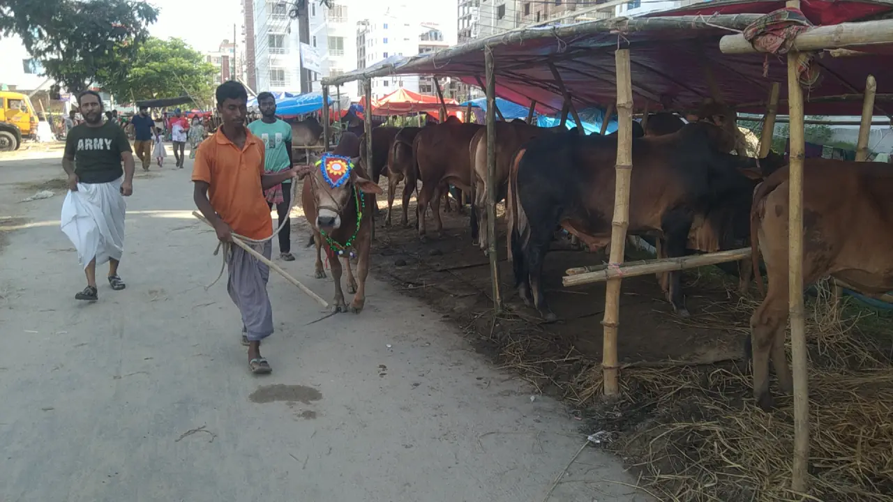 আফতাবনগরে কোরবানির পশুর হাট না বসাতে দক্ষিণ সিটিকে চিঠি