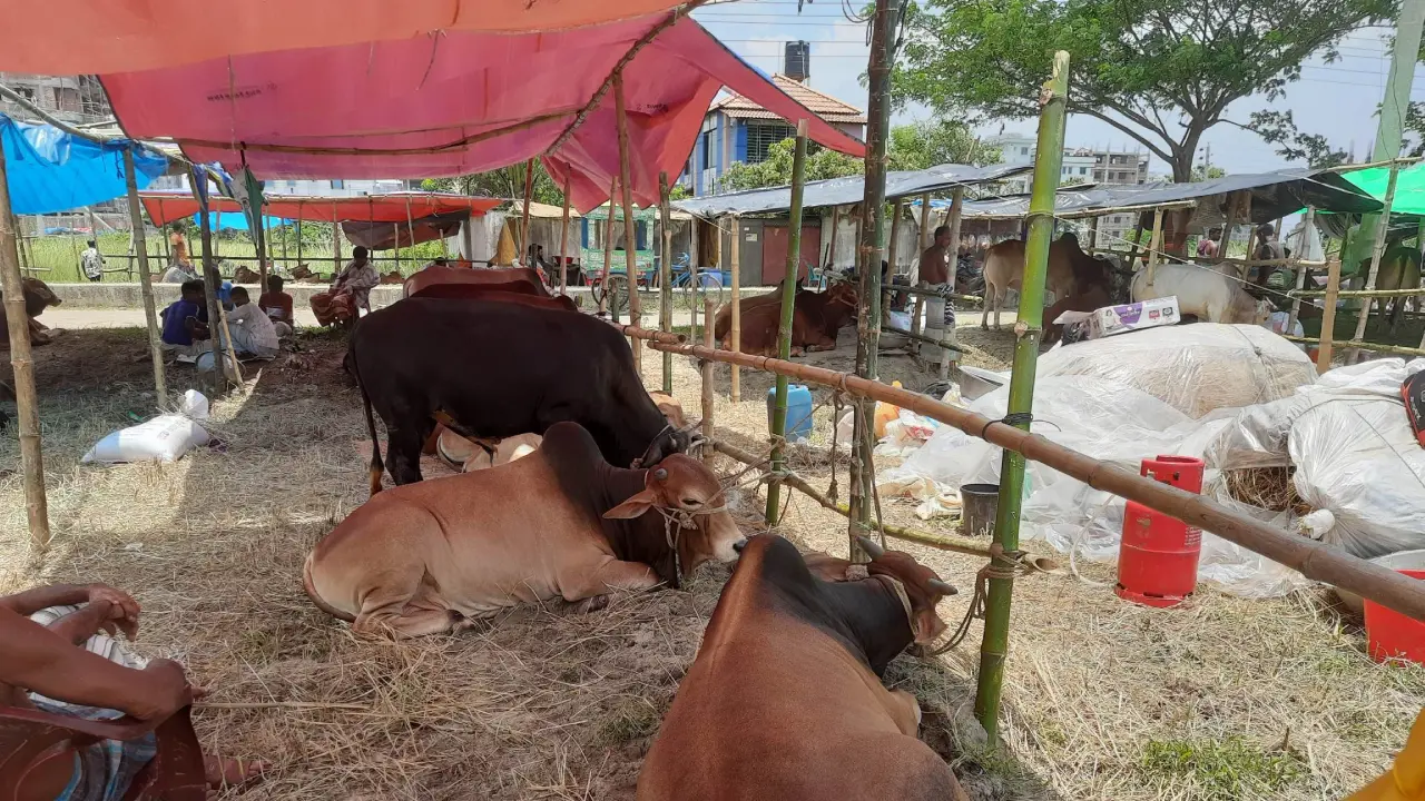 আফতাবনগরে গরুর হাট বসানোর ইজারা বিজ্ঞপ্তি চ্যালেঞ্জ করে রিট