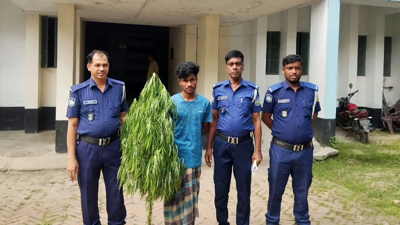 ধানের আড়ালে গাঁজা চাষ, যুবক আটক