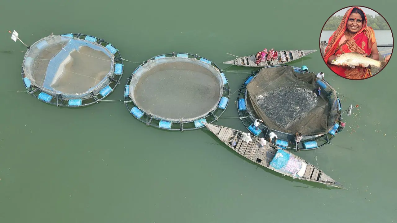 কৃত্রিম খাদ্যে খাঁচায় কোরাল চাষে যুগান্তকারী সাফল্য