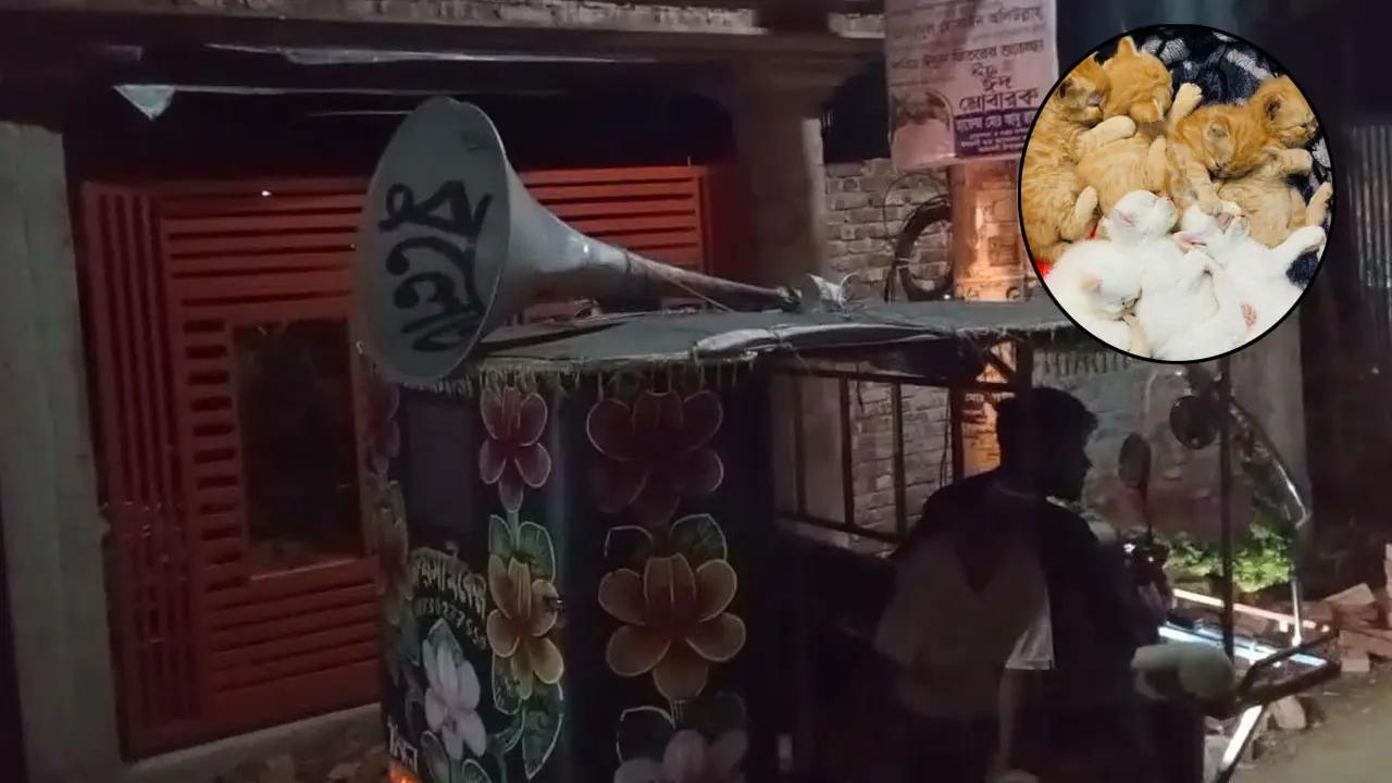 ৭টি ছানা ফেলে নিখোঁজ মা বিড়াল, মাইকিং করে ফেরত পেলেন মালিক