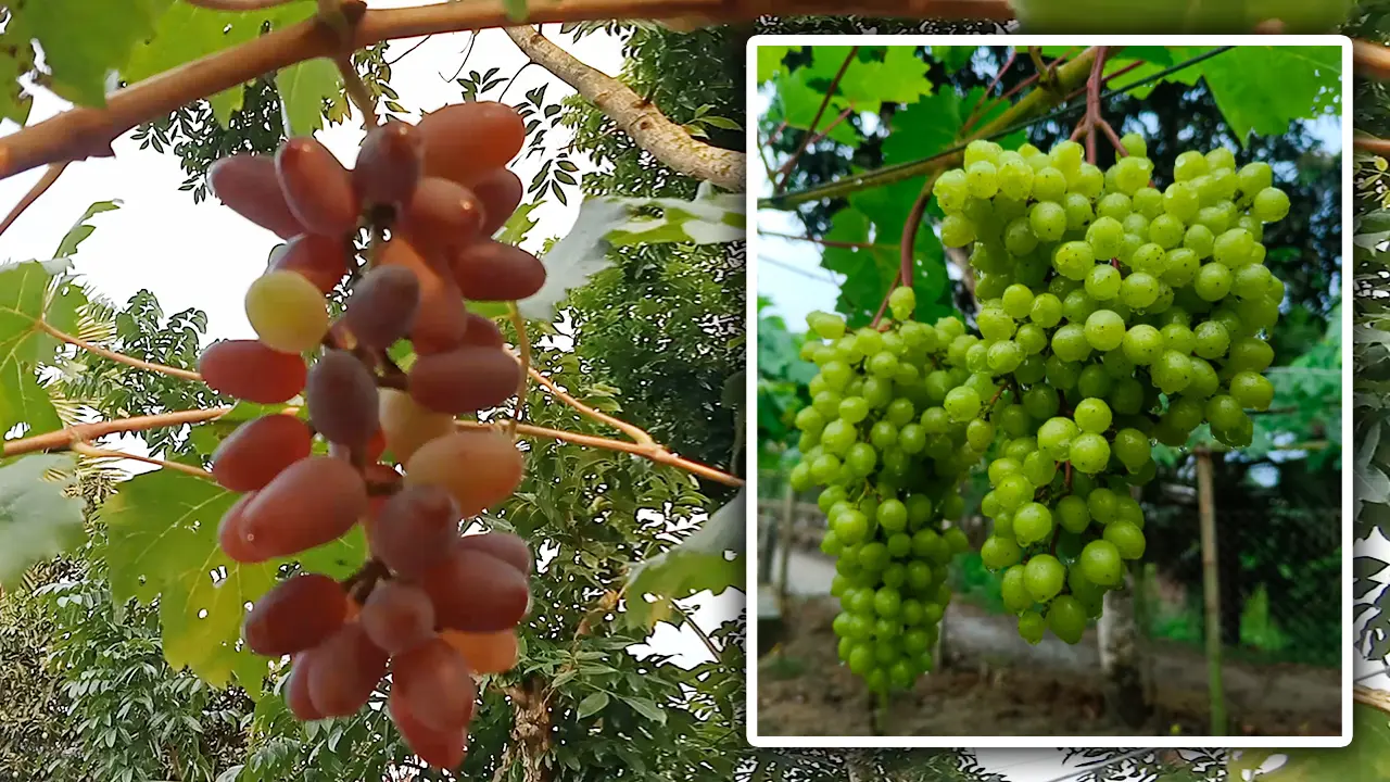 লাল-সবুজ রঙের আঙুর চাষ করে তাক লাগিয়ে দিলেন কামরুজ্জামান