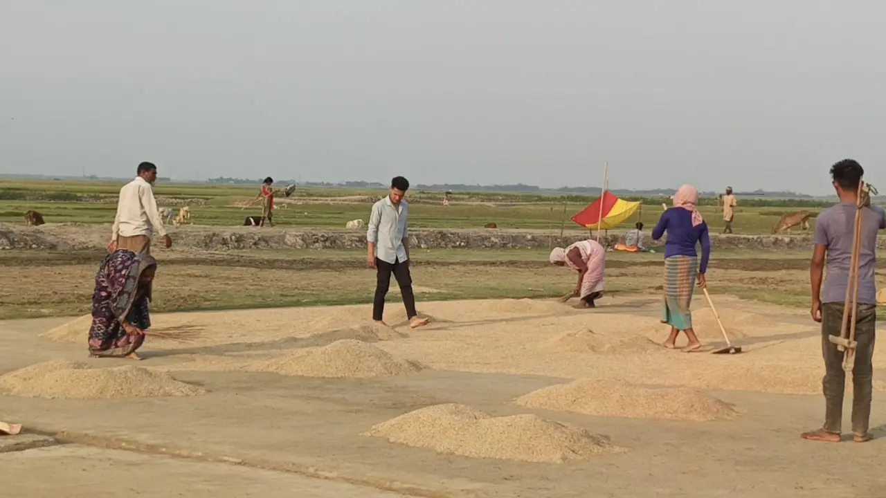 হাওরে সোনালি ধানের ফলন, বর্গাচাষিদের ভাগ্যে নেই আলোর ছোঁয়া