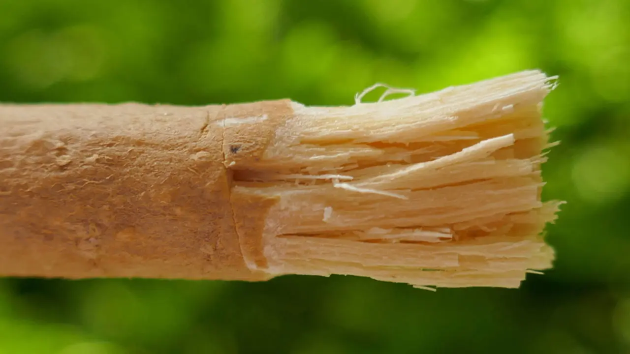মহানবী (সা.) যে গাছের মেসওয়াক ব্যবহার করতেন