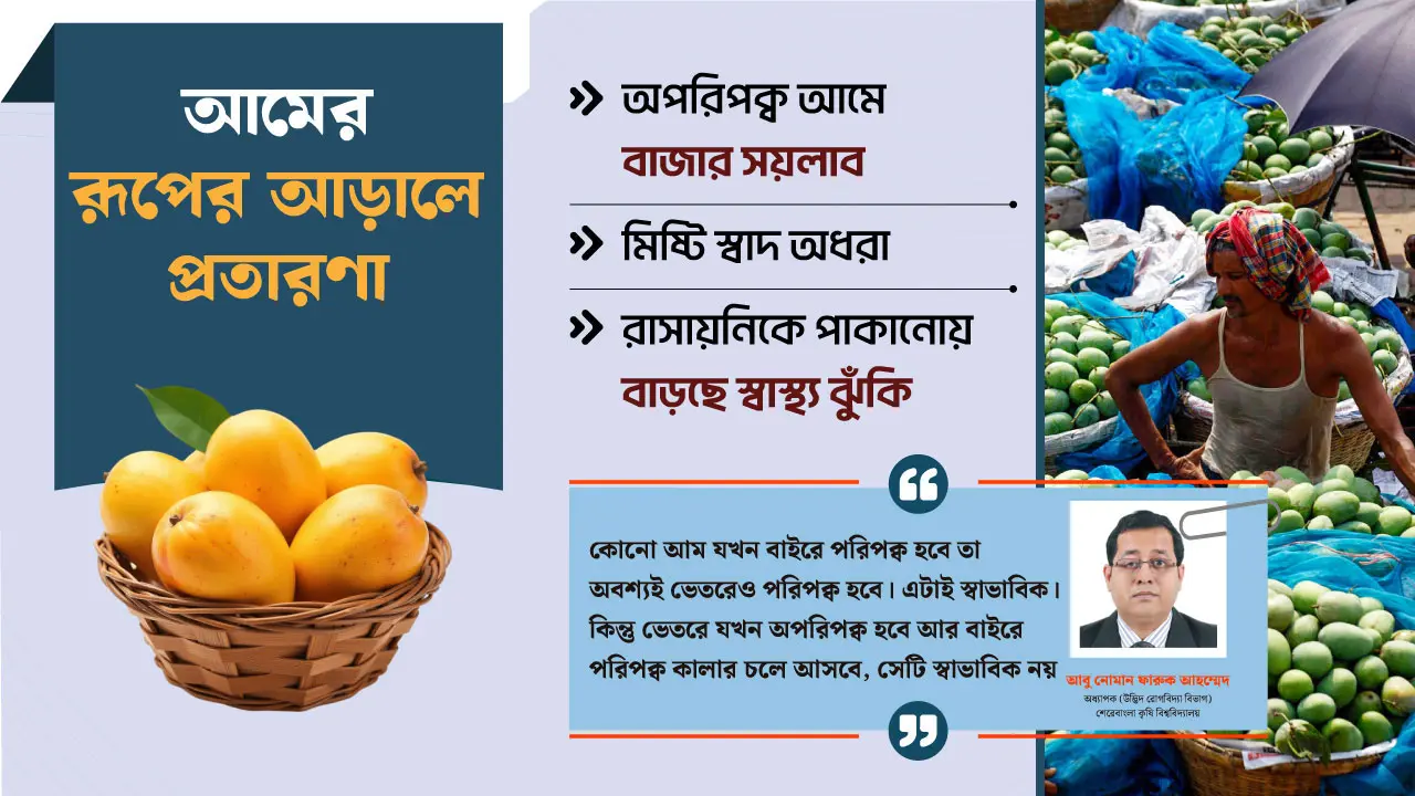 চকচকে রূপ পানসে স্বাদ, আগাম আমের বাজারে চরম ঠকবাজি