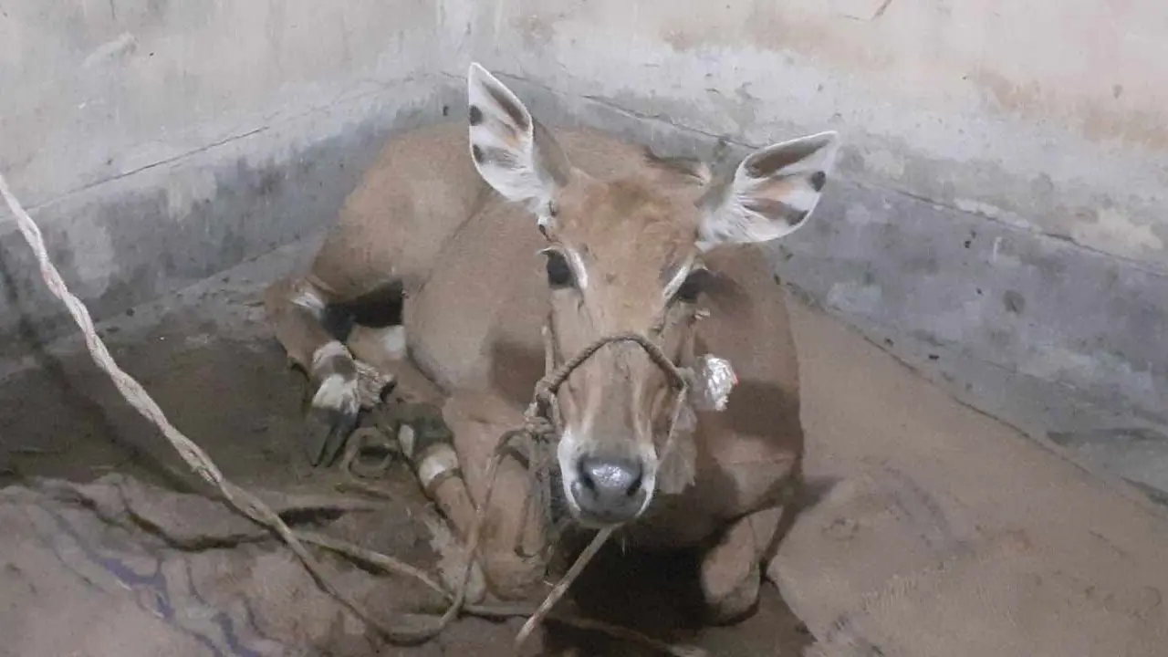 পঞ্চগড়ে উদ্ধার হওয়া নীলগাই পাঠানো হচ্ছে গাজীপুরের সাফারি পার্কে