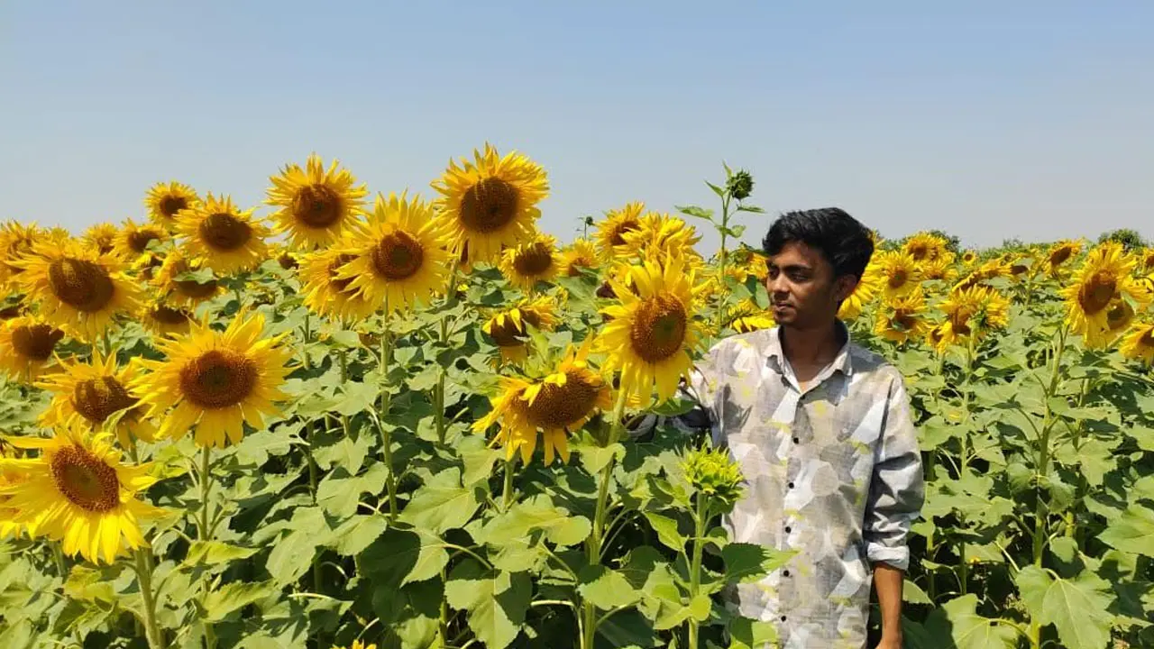 সূর্যমুখী চাষে সফল চাঁপাইনবাবগঞ্জের কৃষক হাবিবুর রহমান