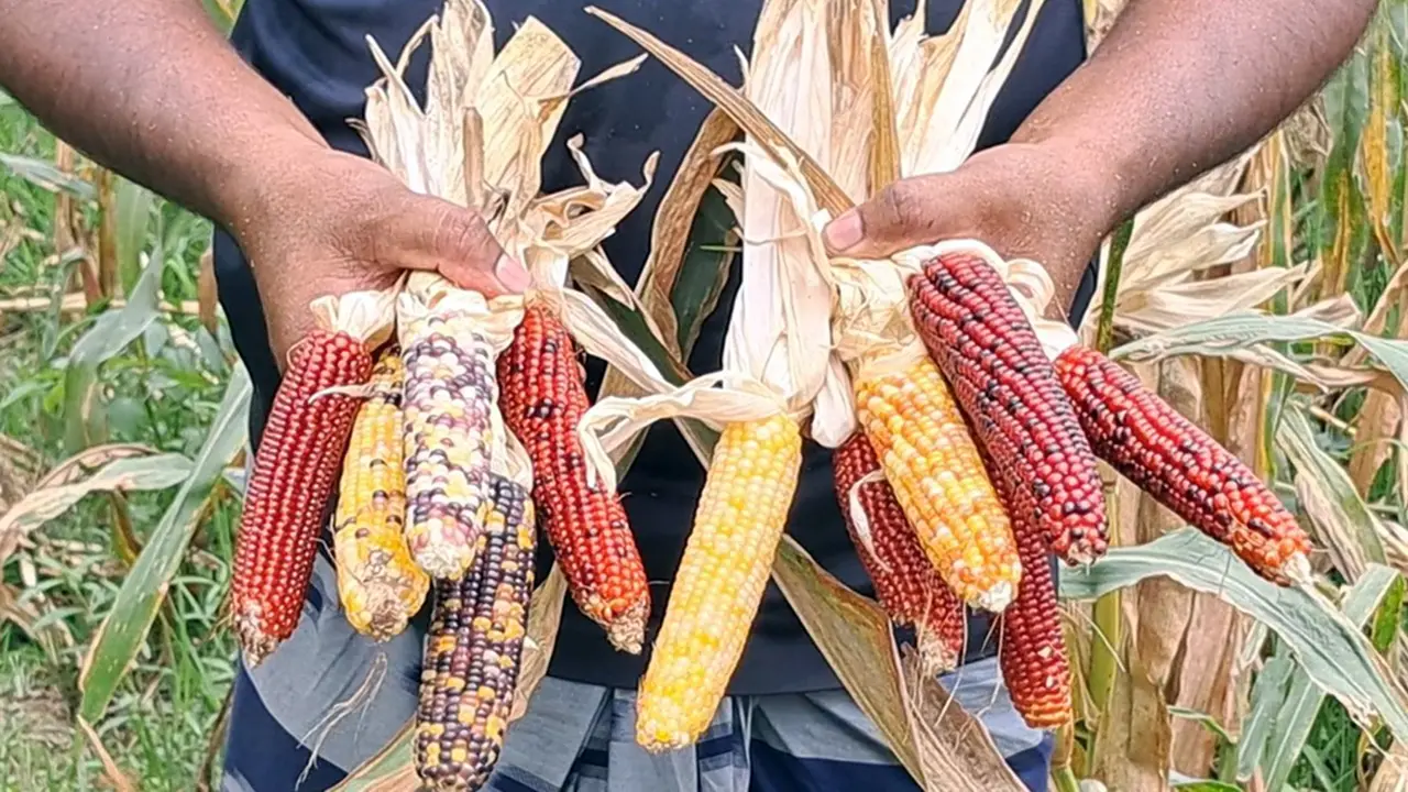 চাঁপাইনবাবগঞ্জে রঙিন ভুট্টা চাষে কৃষকের সফলতা