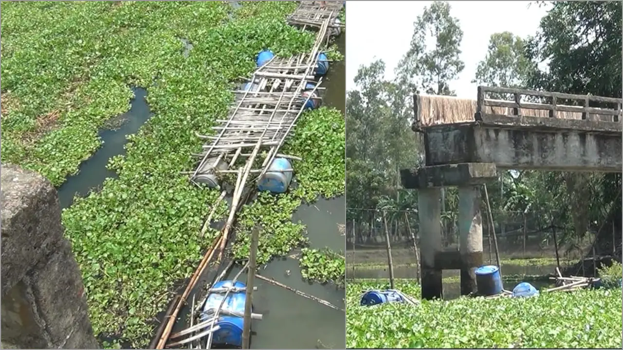 ৮ বছর ধরে ভাঙা সেতু, বাঁশের সাঁকোয় ঝুঁকি নিয়ে হাজারো মানুষের চলাচল