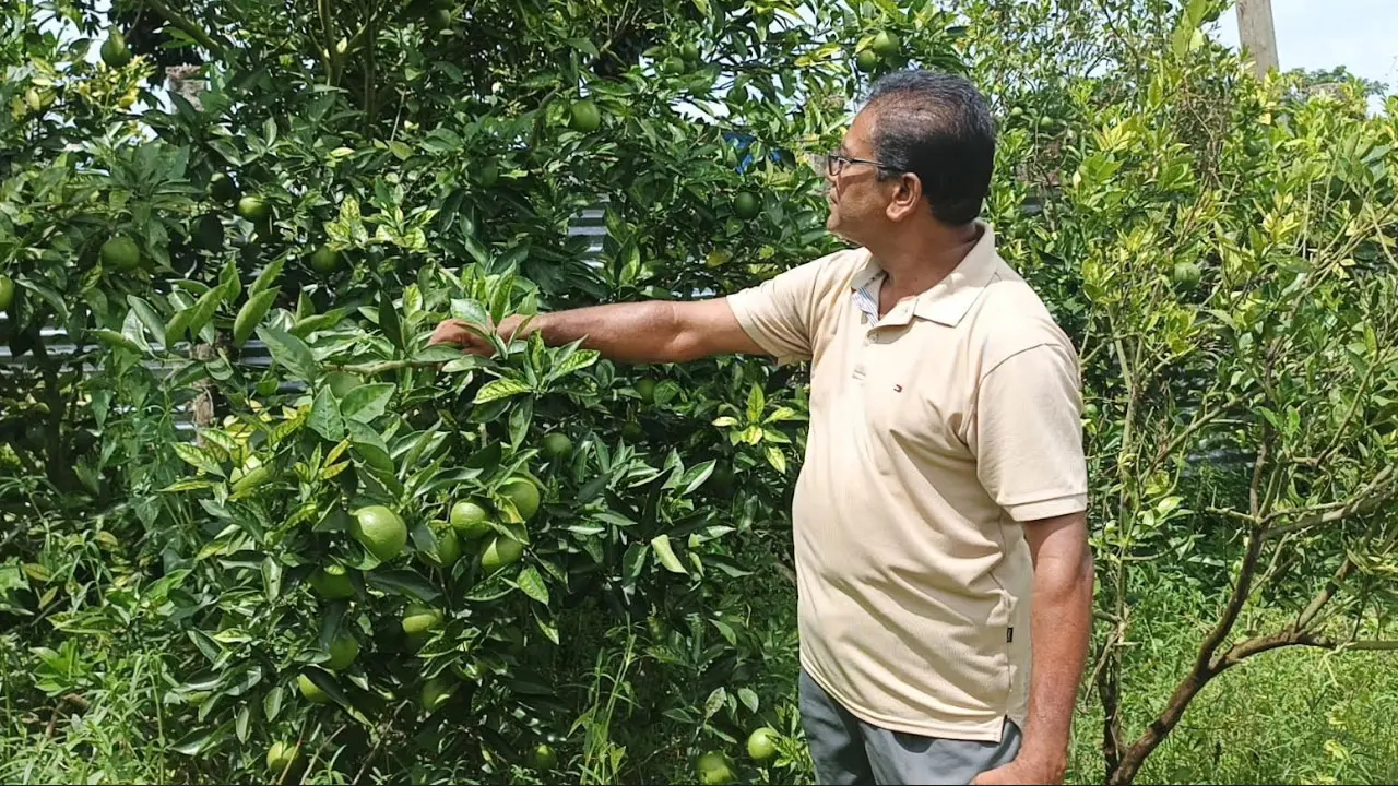 ‎মাল্টা চাষে সফলতা, লাভবান হচ্ছেন পিরোজপুরের চাষিরা