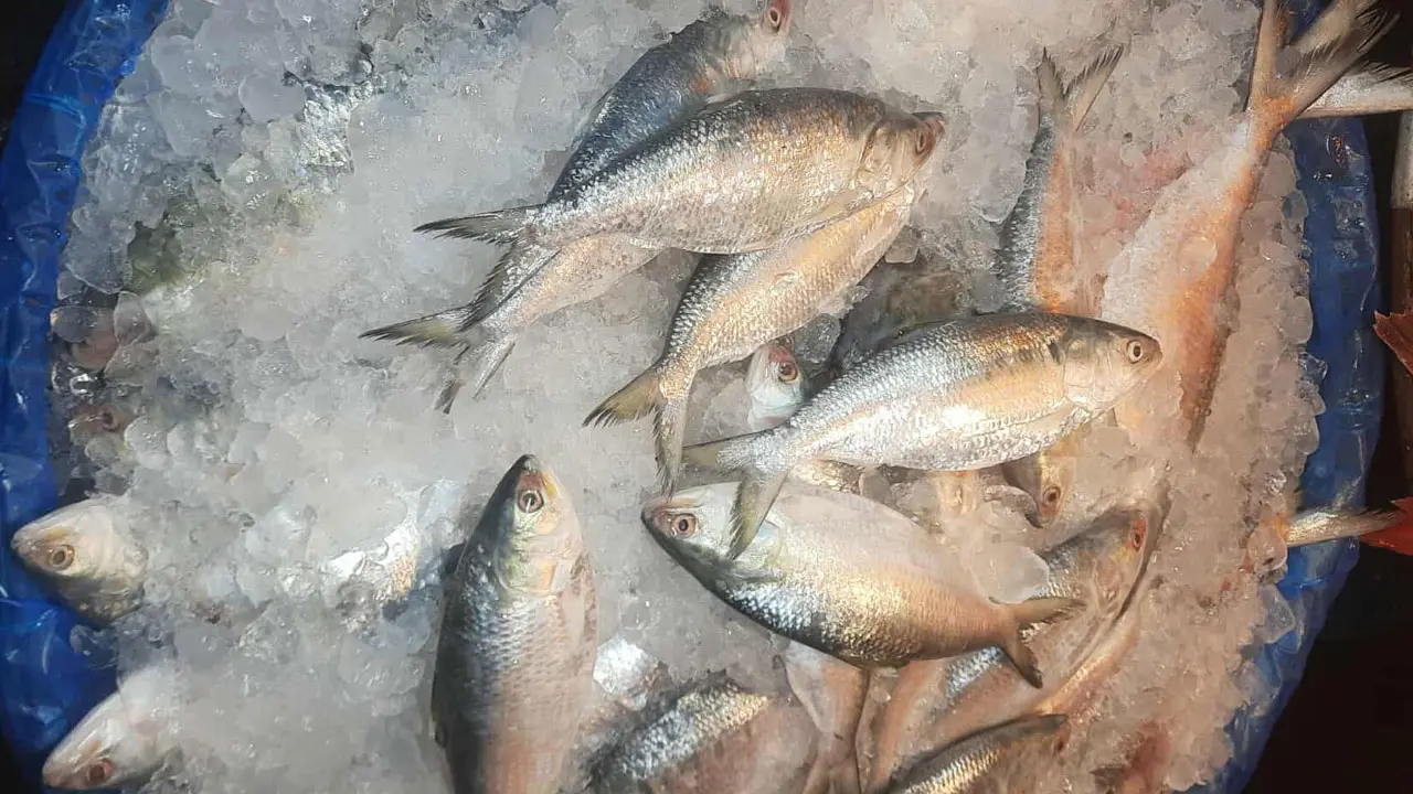 ইলিশের দামে হাত পোড়ার জোগাড়!