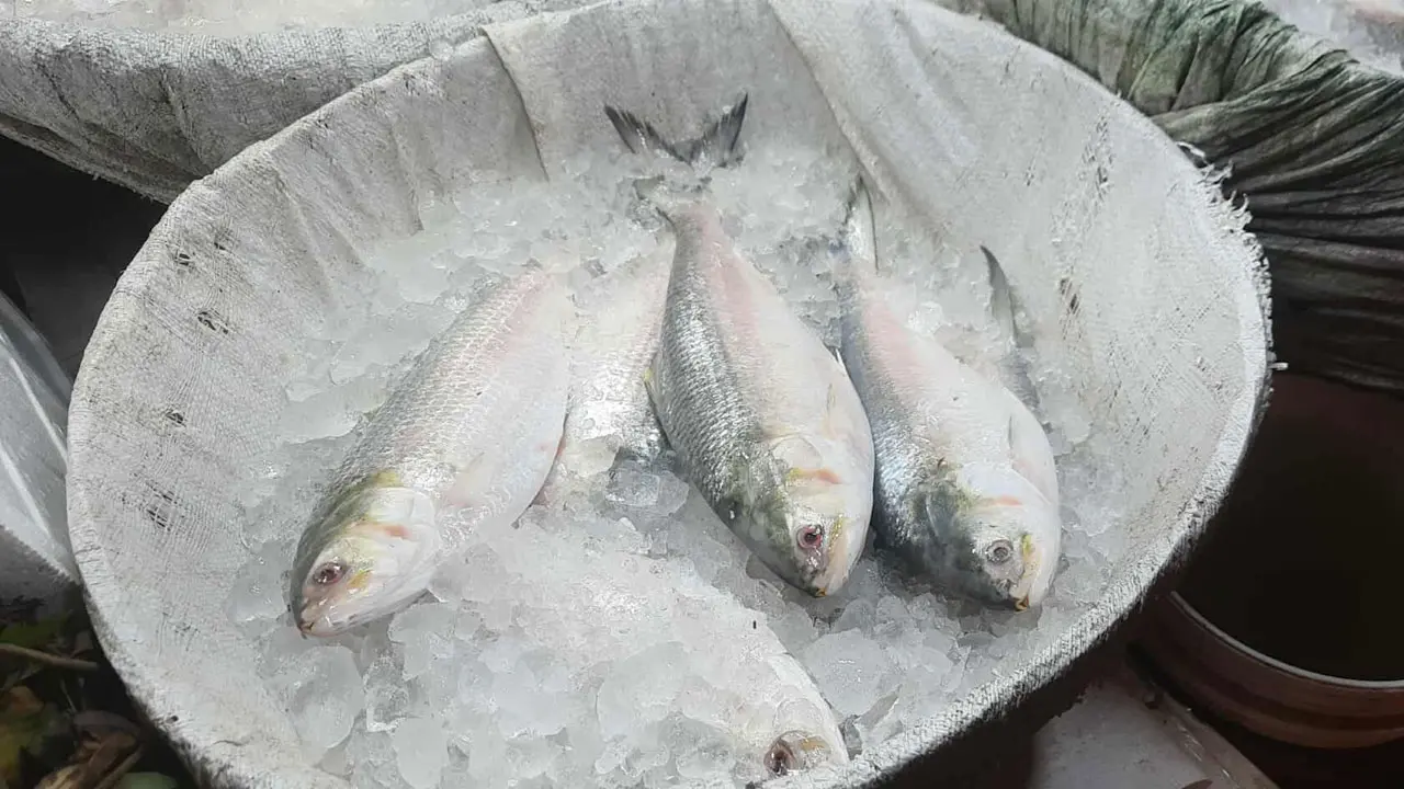 সরবরাহ বাড়ার পরও ইলিশের কেজি ২ হাজারের বেশি