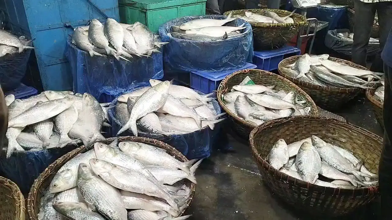 চাঁদপুরে ইলিশ সরবরাহ বেড়েছে