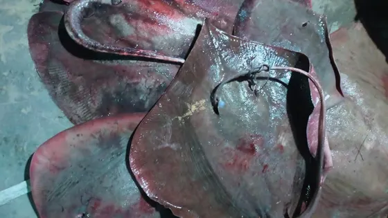 জেলের জালে শাপলাপাতা, বিক্রি হলো ১২ হাজার টাকায়