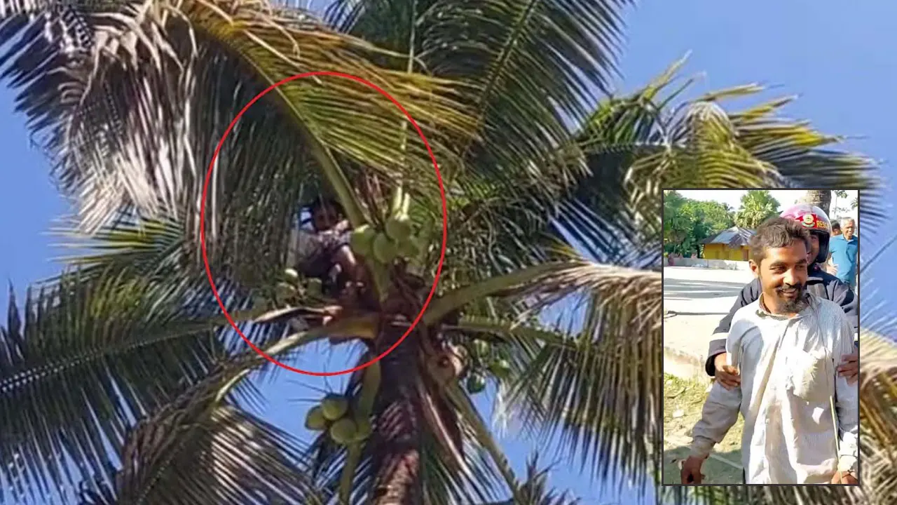 ডাব খেয়ে গাছের চূড়ায় ঘুমিয়ে পড়ল যুবক, উদ্ধার করল ফায়ার সার্ভিস