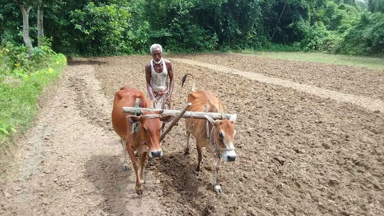 অনিশ্চয়তার আঁধারে নতুন আলোর খোঁজ দিচ্ছে আই-ফার্মার